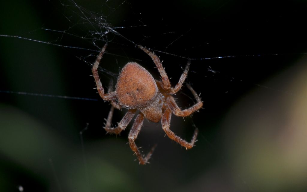 Neoscona subfusca -   Riserva Diaccia Botrona (GR).